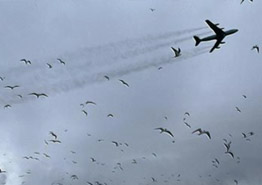 Angry birds: как аэропорты борются с птицами